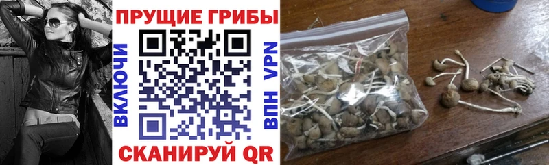 купить наркоту  Ишим  Галлюциногенные грибы Psilocybe 